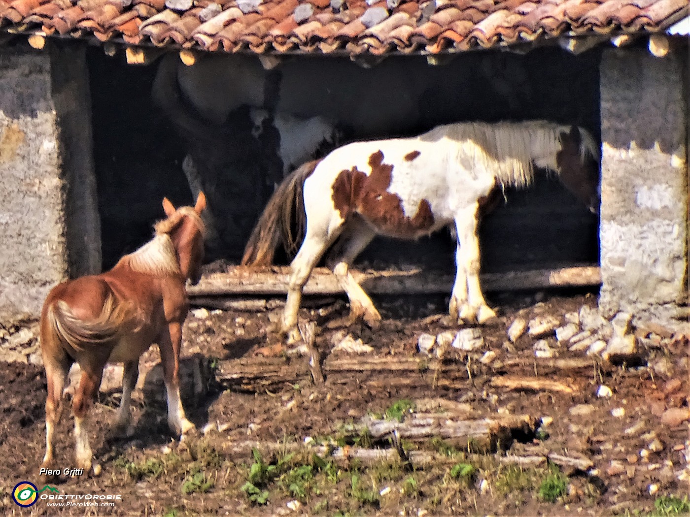 19 Cavalli e puledri escono al pascolo.JPG